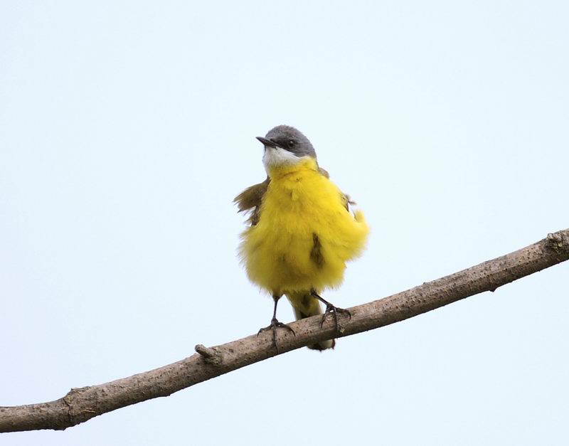 Uccelli arruffati
