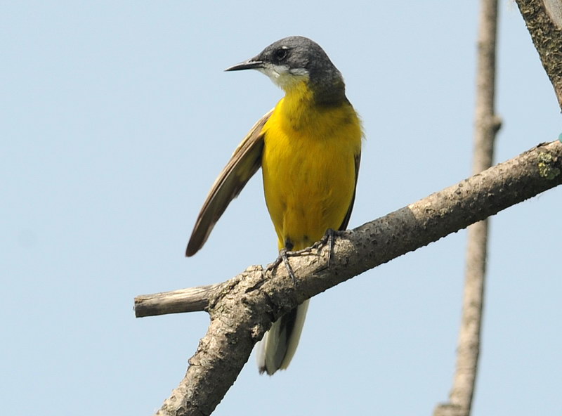 La toilette della cutrettola