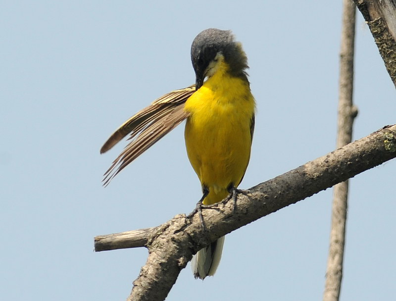 La toilette della cutrettola