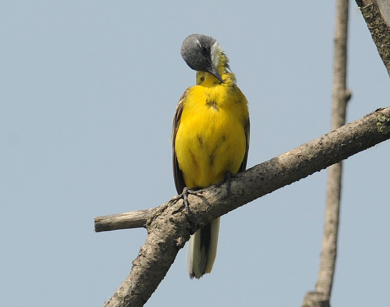 La toilette della cutrettola