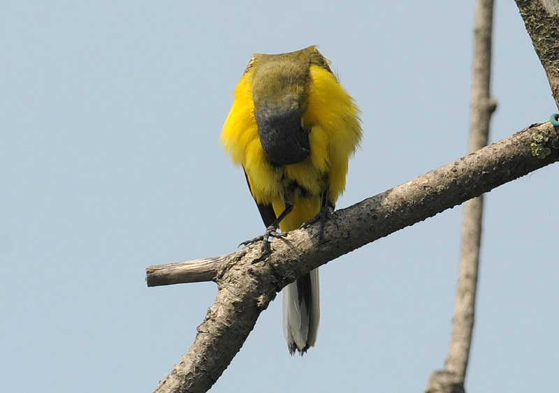 La toilette della cutrettola