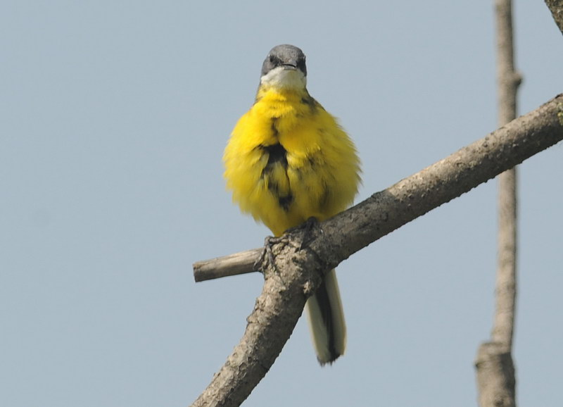 La toilette della cutrettola