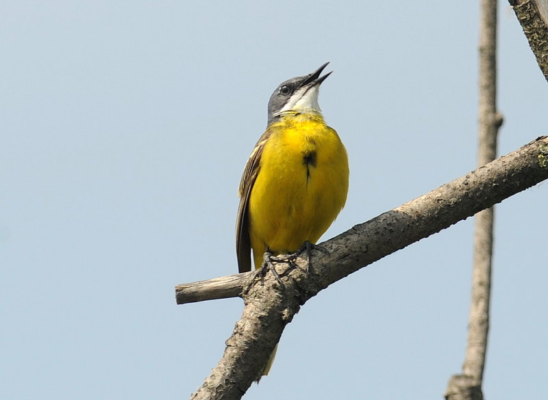 La toilette della cutrettola