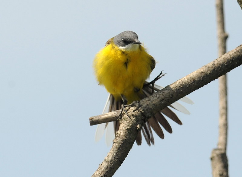 La toilette della cutrettola