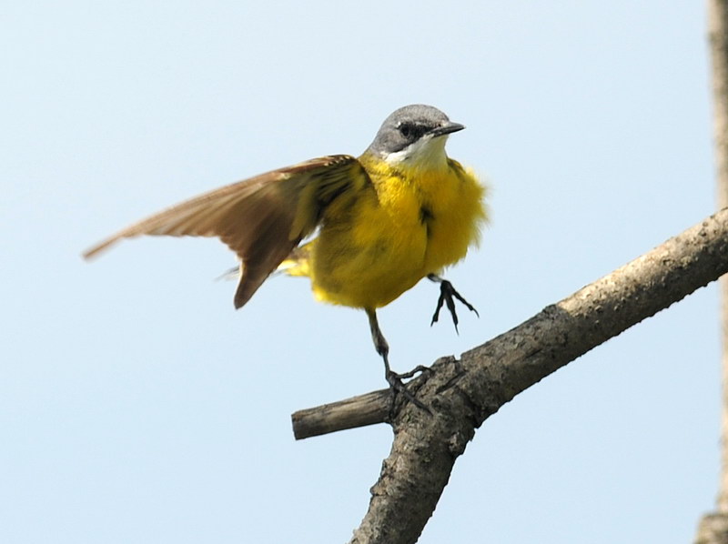 La toilette della cutrettola