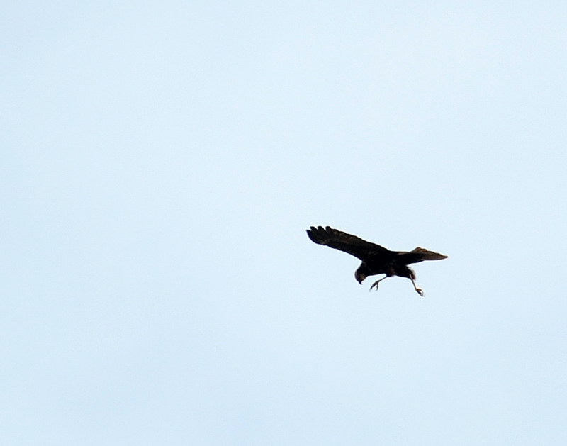 Avifauna humor