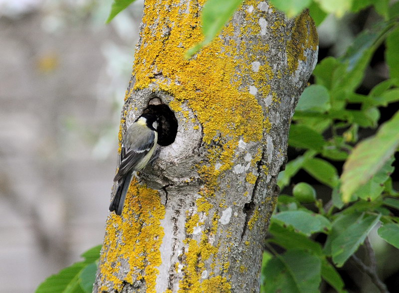 Avifauna humor