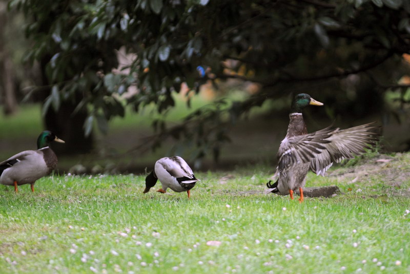 Avifauna humor