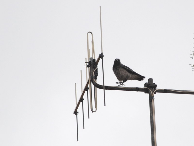 Avifauna humor