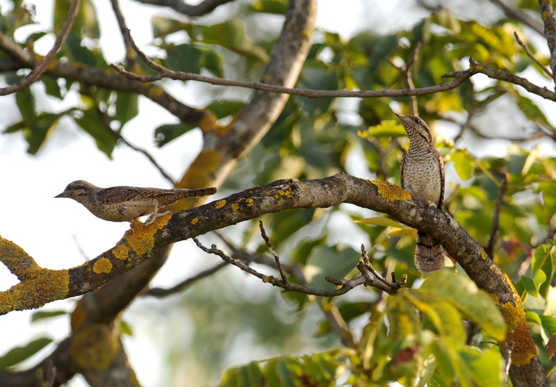 Avifauna humor
