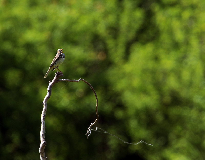 Avifauna humor