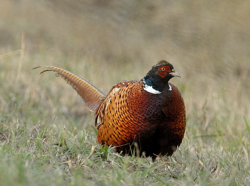 Uccelli arruffati
