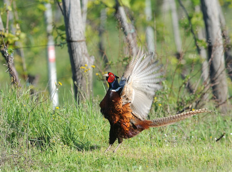 Fagiano, plateale inno alla primavera
