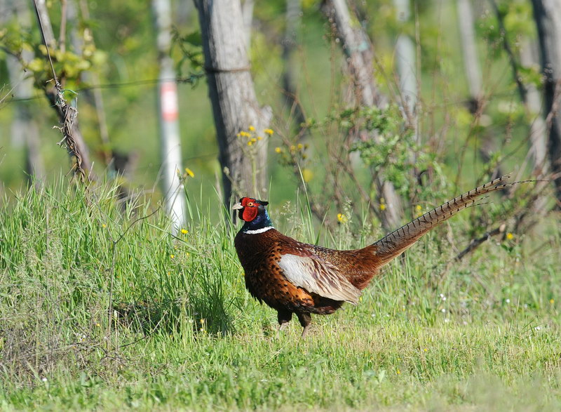 Fagiano, plateale inno alla primavera