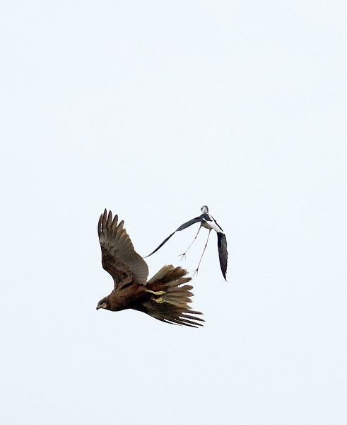 Avifauna humor