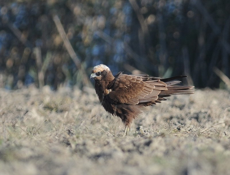 Uccelli arruffati