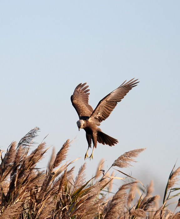 Falco di palude