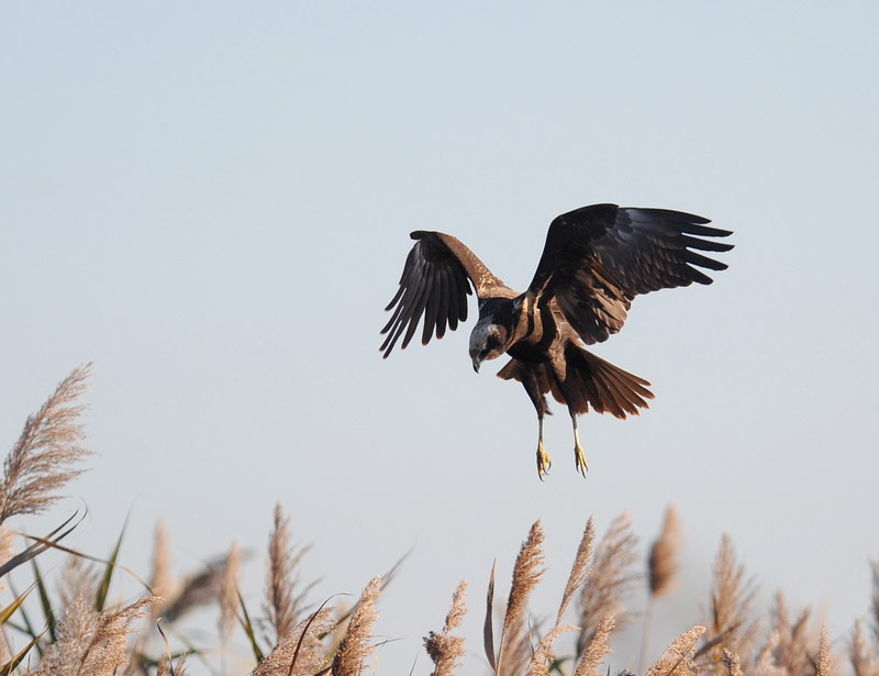 Falco di palude