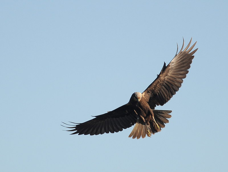 Falco di palude