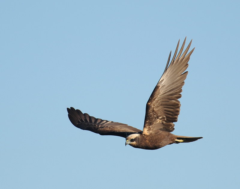 Falco di palude