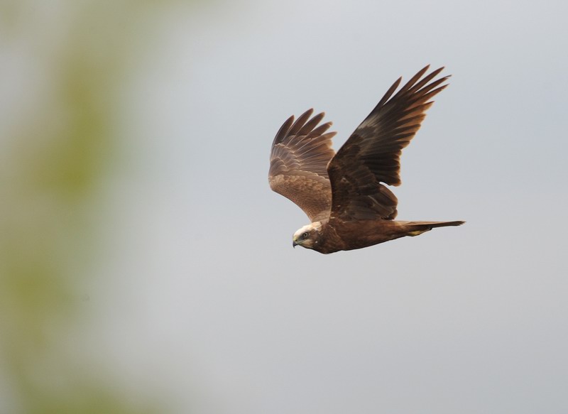 Falco di palude, maschio e femmina