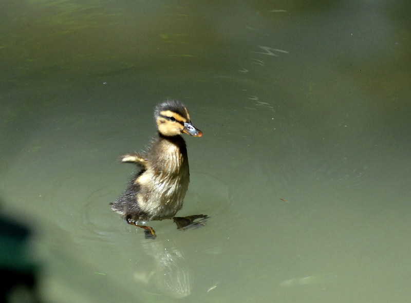 Avifauna humor