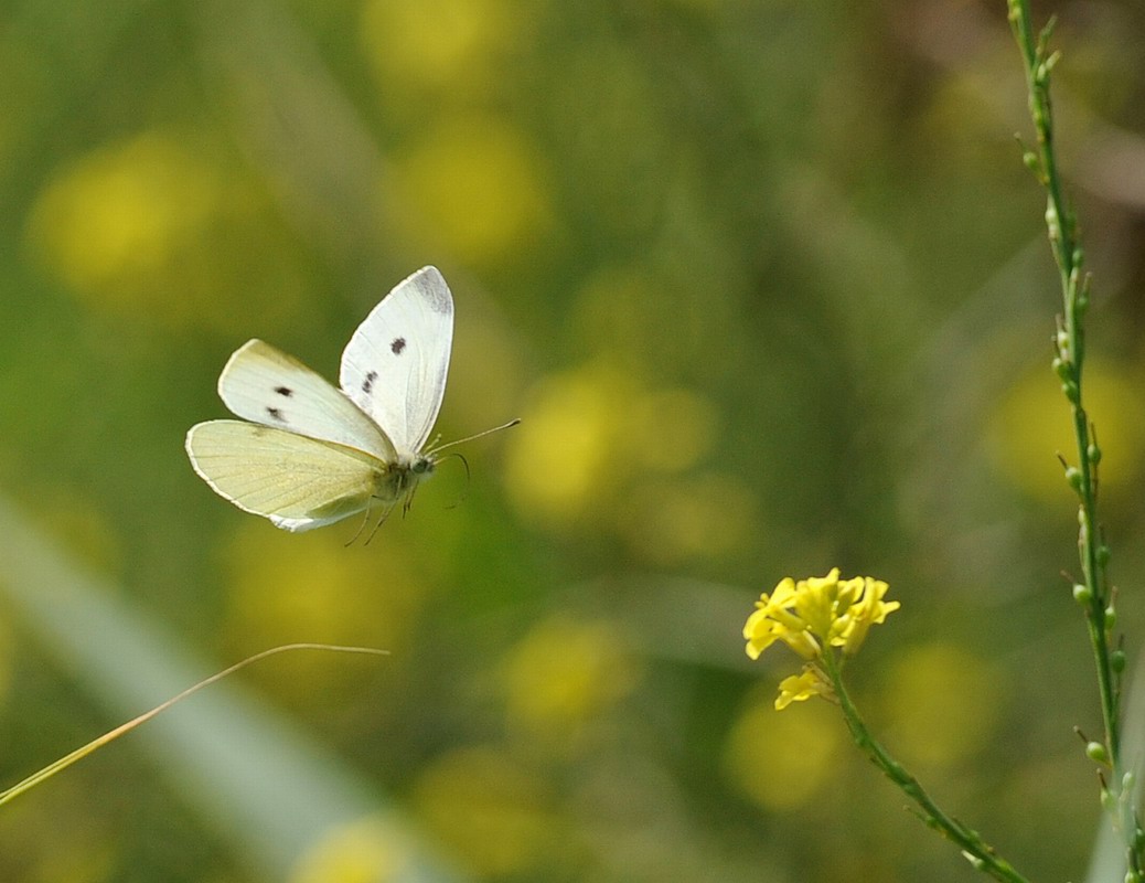 Pieris rapae in volo e non