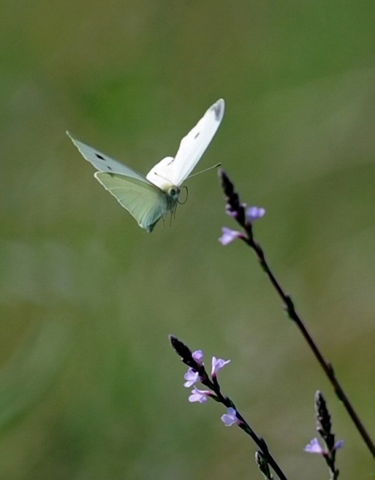 Pieris rapae in volo e non