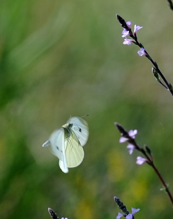 Pieris rapae in volo e non