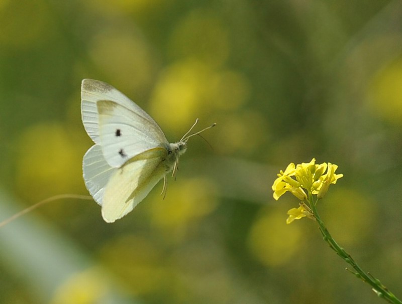 Pieris rapae in volo e non