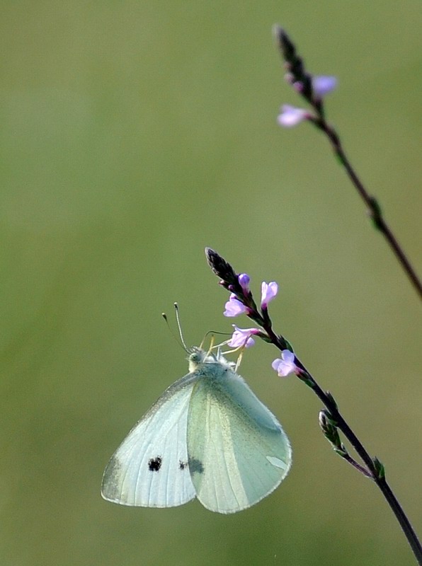 Pieris rapae in volo e non