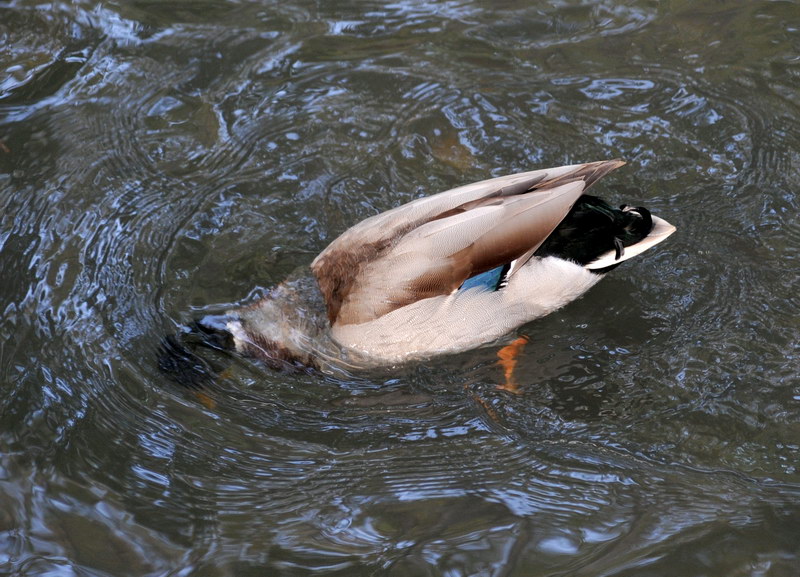 Avifauna humor
