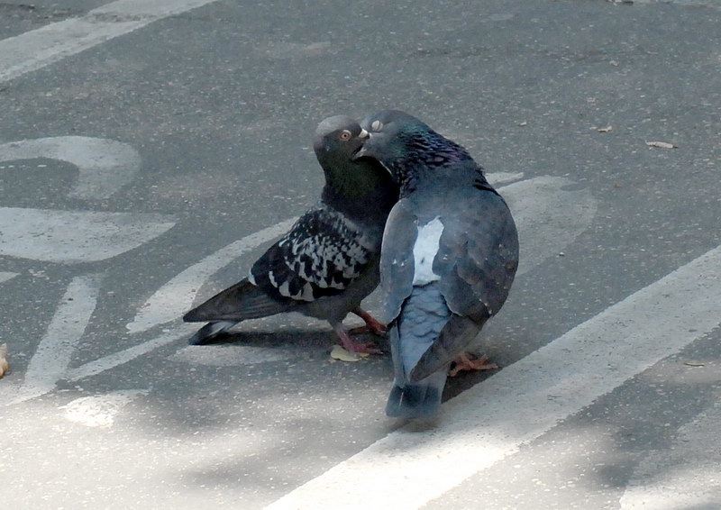 Avifauna humor