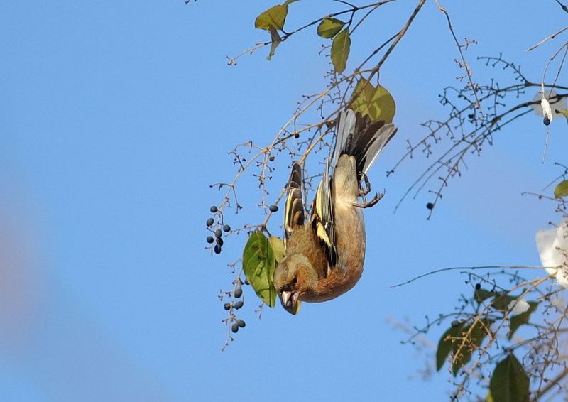 Avifauna humor