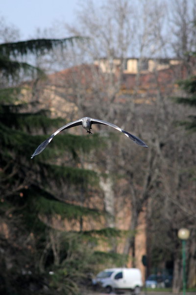 Avifauna humor
