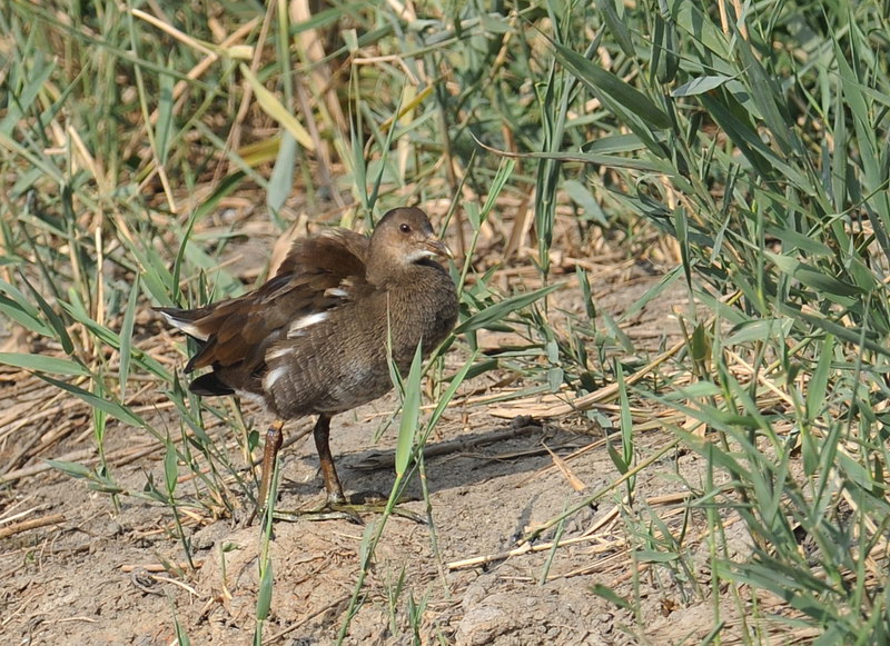 Uccelli arruffati