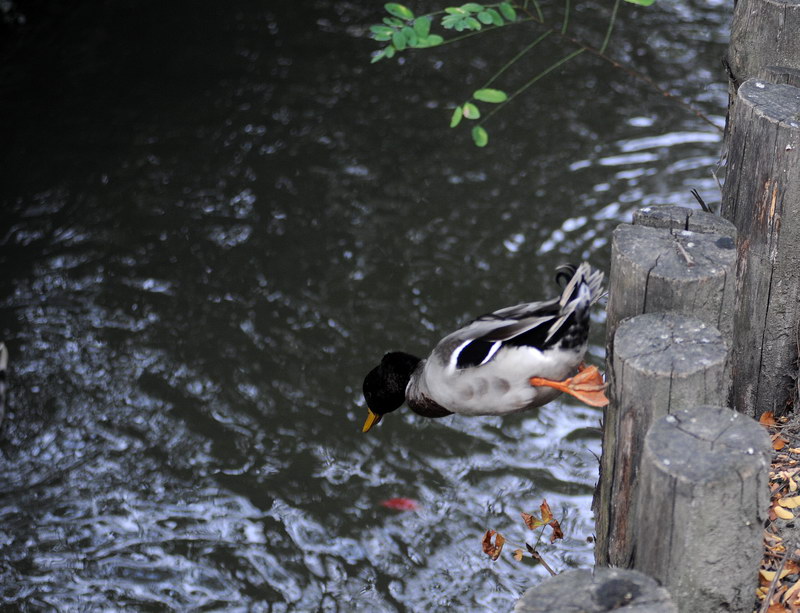 Avifauna humor