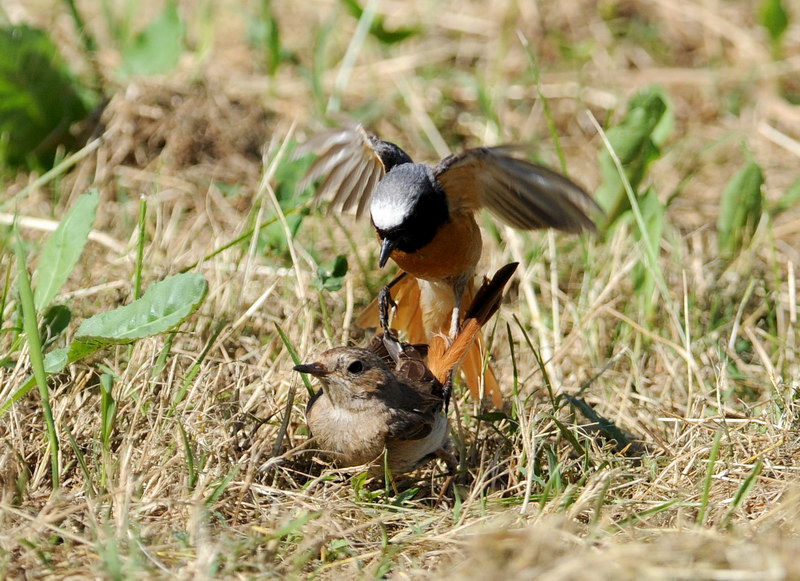 Avifauna humor