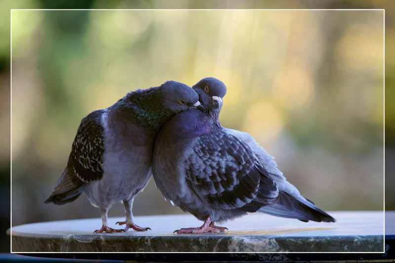 Avifauna humor