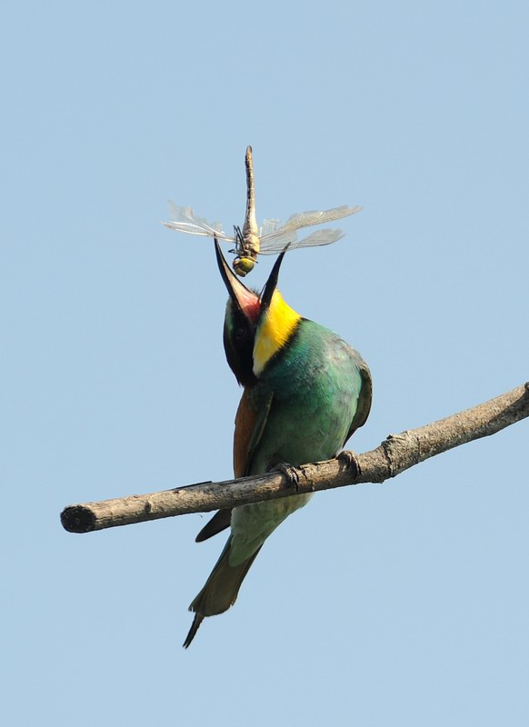 Gruccioni, furto di libellula.