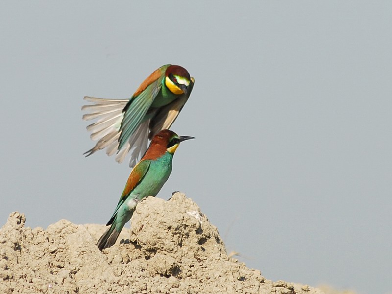 Voli di gruccioni, 2007