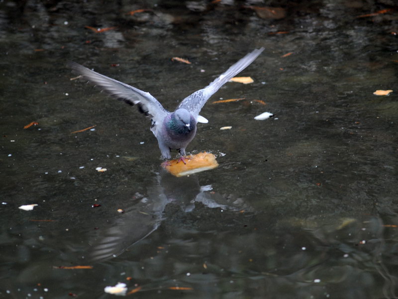 Avifauna humor