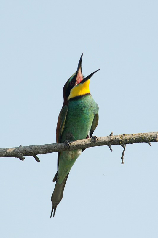 Avifauna humor