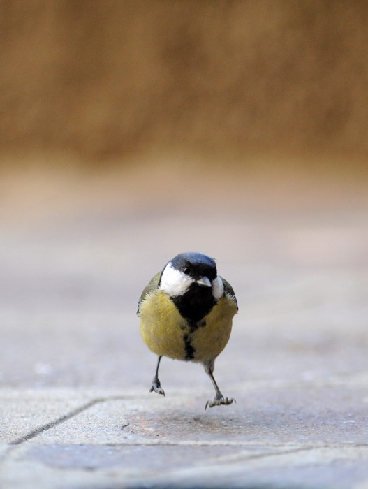 Avifauna humor
