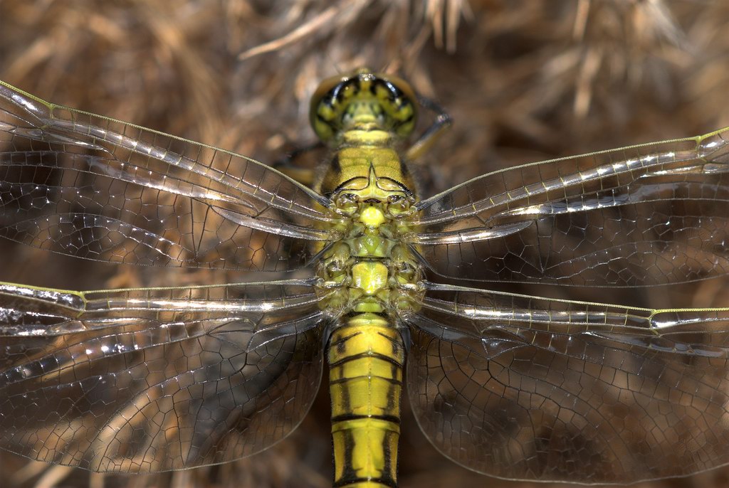 Libellula, momenti - Orthetrum cancellatum