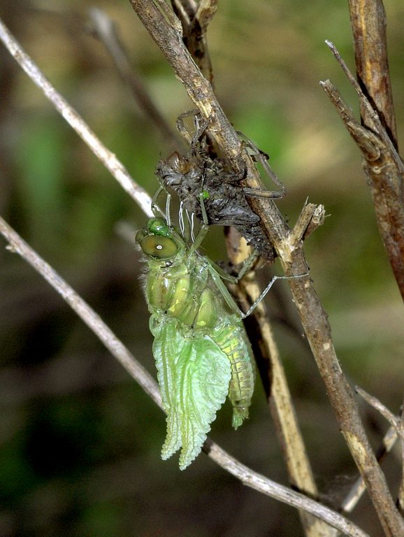 Libellula, momenti - Orthetrum cancellatum