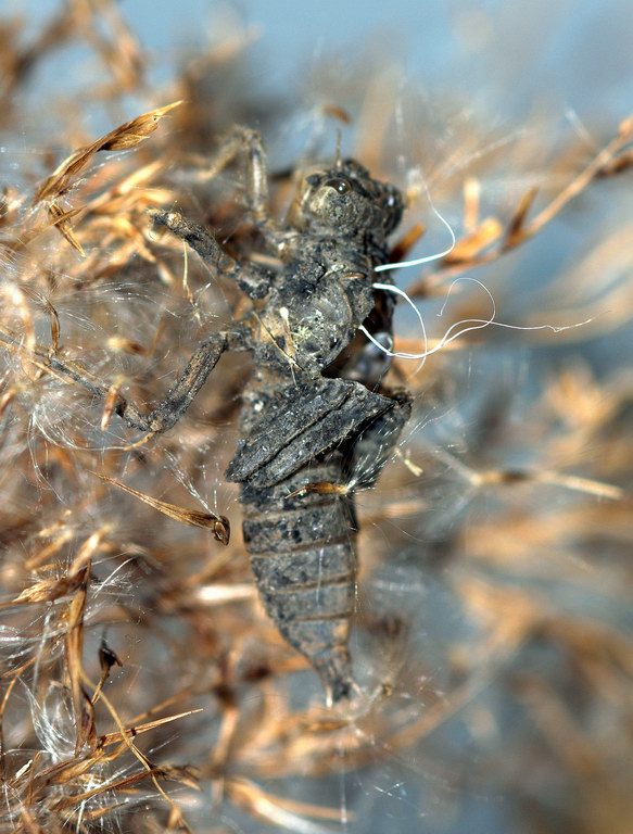 Libellula, momenti - Orthetrum cancellatum