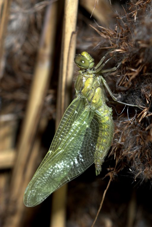 Libellula, momenti - Orthetrum cancellatum