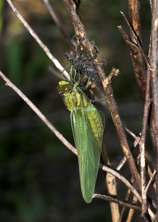 Libellula, momenti - Orthetrum cancellatum