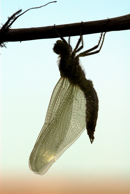Libellula, momenti - Orthetrum cancellatum